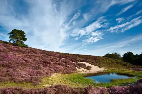 Herberg de Zwaan Elspeet in Elspeet — foto 20