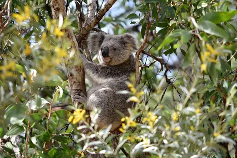 The Ultimate East Coast Experience in Sydney — foto 4