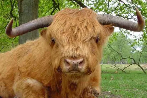 Vakantieoord de Bronzen Emmer foto 21