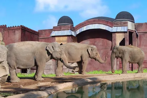 Magic Natura Animal Waterpark & Polynesian Lodge foto 5