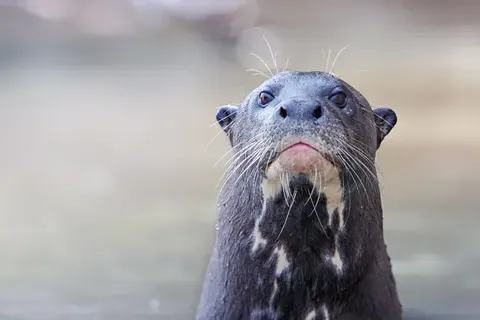 Explore Impressive Brazil foto 6