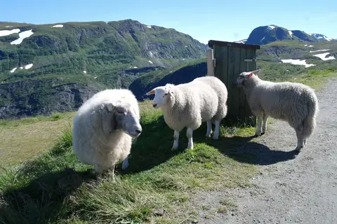 Bergen en fjorden in Noorwegen — foto 10