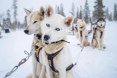 8 daagse excursiereis Lapland hotel Ylläskaltio foto 3
