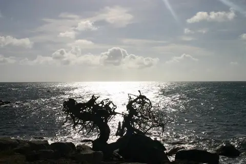 Arubiana Inn in Punta Brabo — foto 7