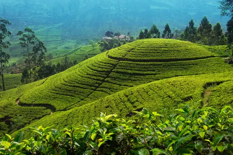 Rondreis Hoogtepunten van Sri Lanka in Rondreizen Sri Lanka — foto 13