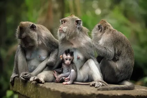 Traditioneel Bali foto 9