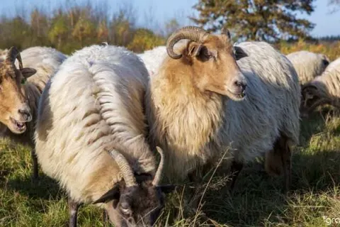 Hotel De Meulenhoek foto 13