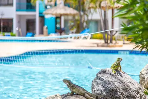 The Mill Resort & Suites Aruba in West Punt — foto 28