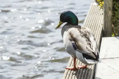 Rien van den Broeke Village foto 6