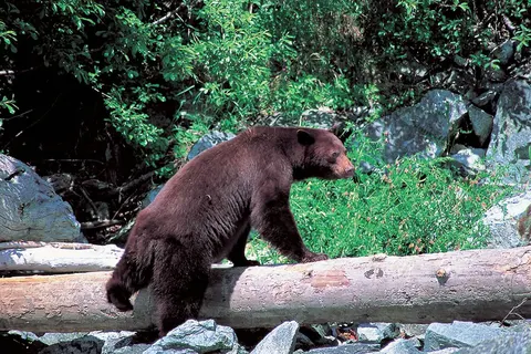 Western Wonders foto 7