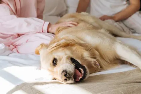 Boutique Hotel Azur foto 15