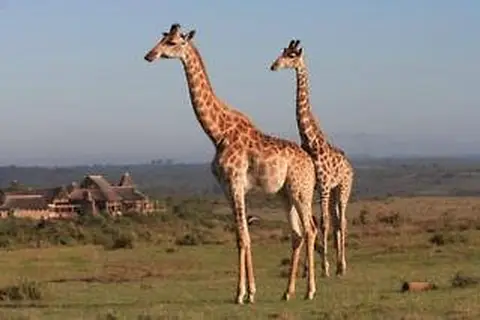 Garden Route Game Lodge in George — foto 7