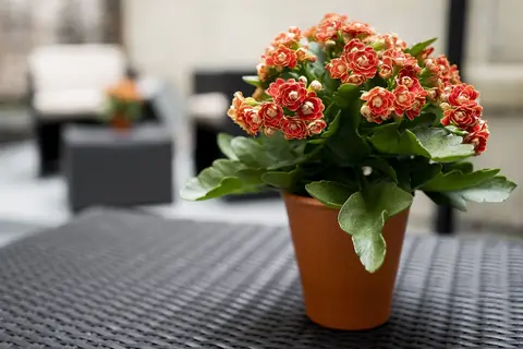Gem Langham Court Hotel in Londen — foto 8