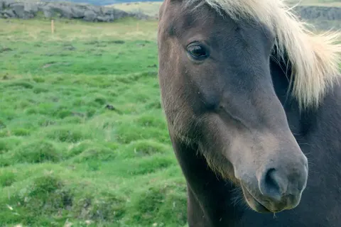 Grand Tour IJsland foto 18