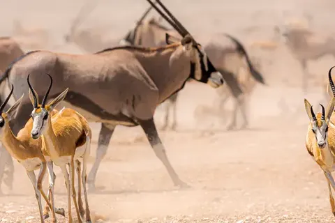 Discover Spectacular Namibia foto 7