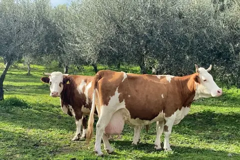 Tenuta di Roccadia in Carlentini — foto 11