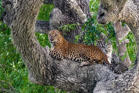 Rondreis Hoogtepunten van Sri Lanka in Rondreizen Sri Lanka — foto 12